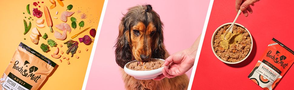 Pooch and Mutt 17: A+