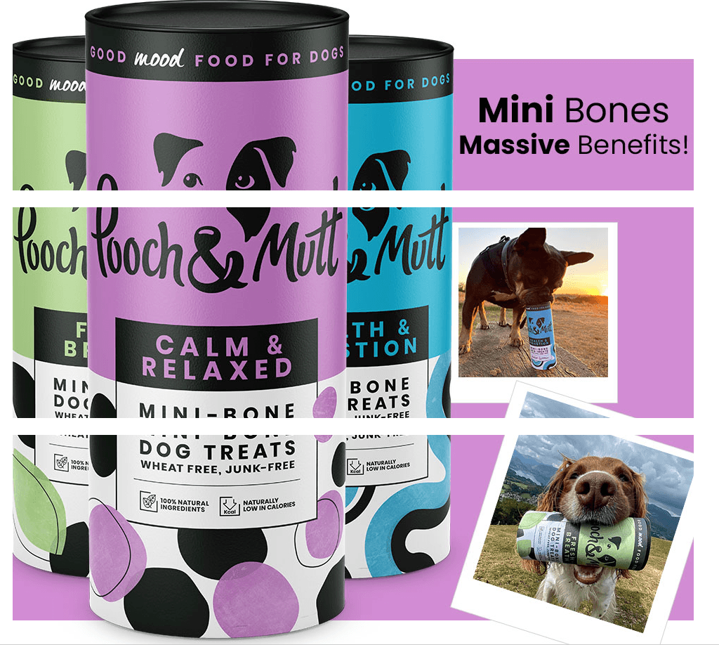 Pooch and Mutt 1: A+