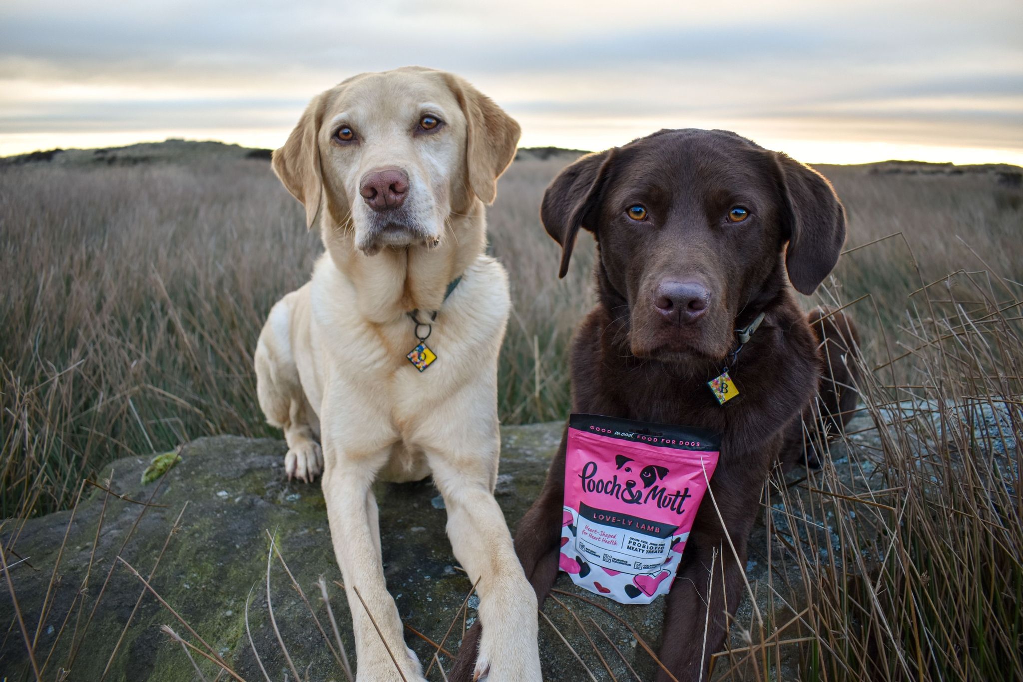 Pooch and Mutt 33: UGC Secondary Images