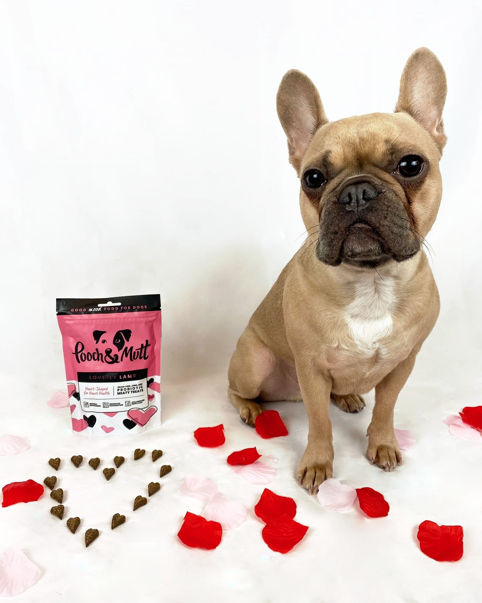 Pooch and Mutt 37: Lifestyle Secondary Images
