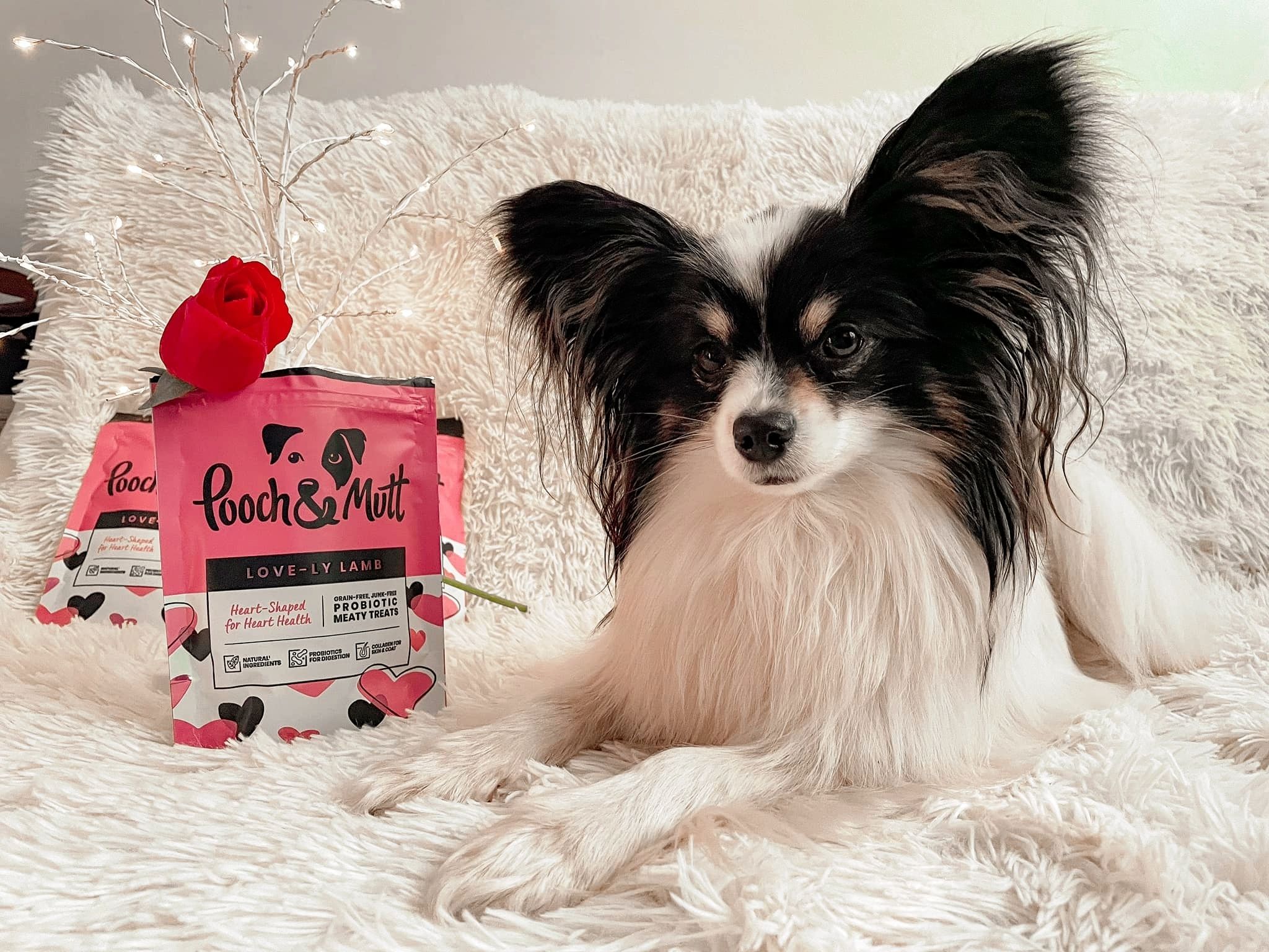 Pooch and Mutt 39: UGC Secondary Images