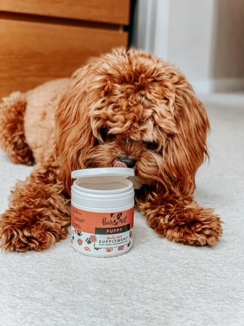Pooch and Mutt 40: Lifestyle Secondary Images