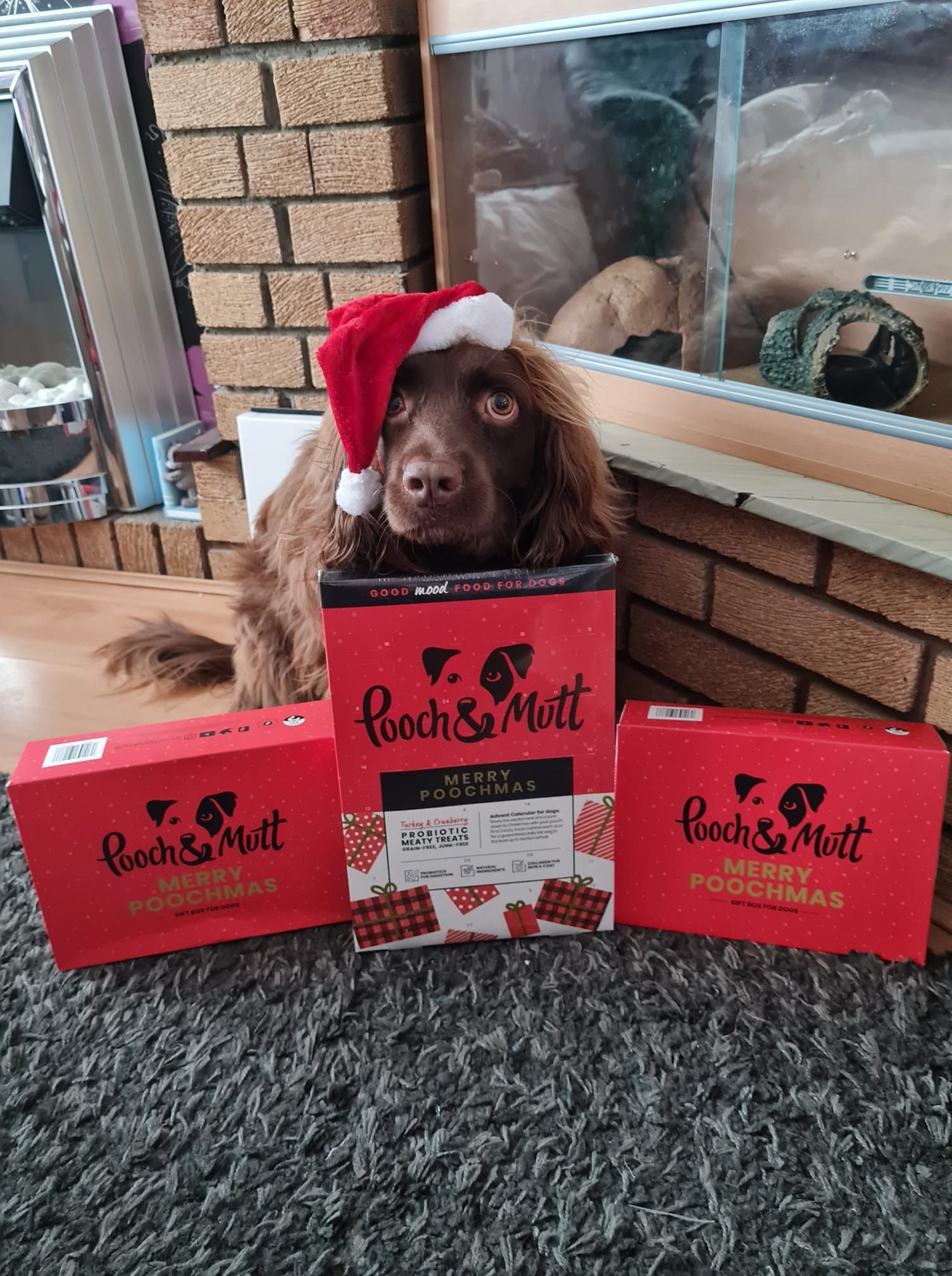Pooch and Mutt 47: UGC Secondary Images