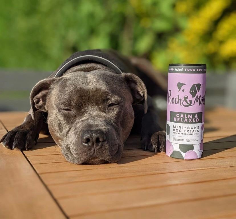 Pooch and Mutt 51: Lifestyle Secondary Images