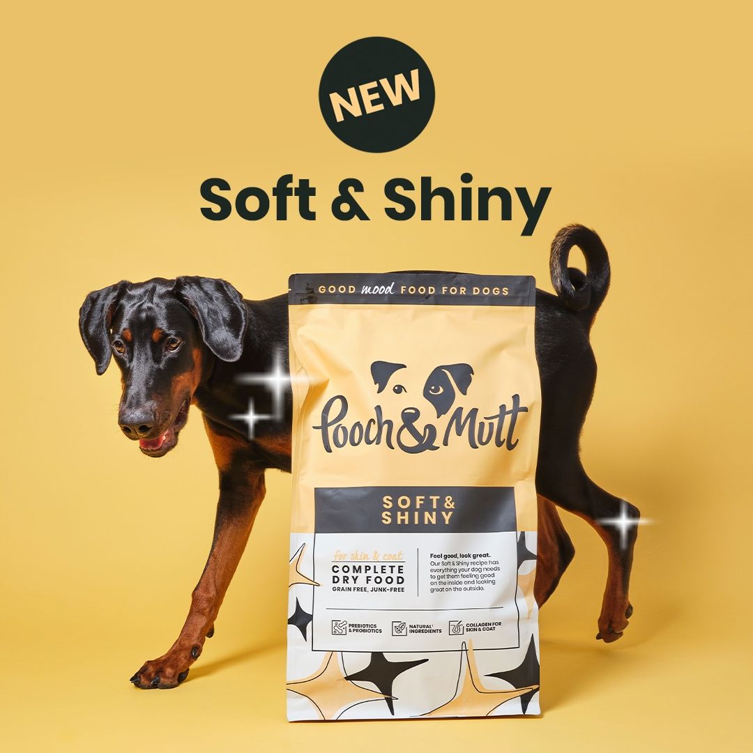 Pooch and Mutt 54: Infographics
