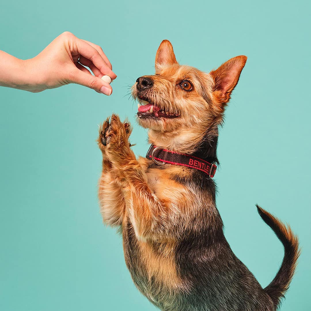 Pooch and Mutt 5: Backdrops