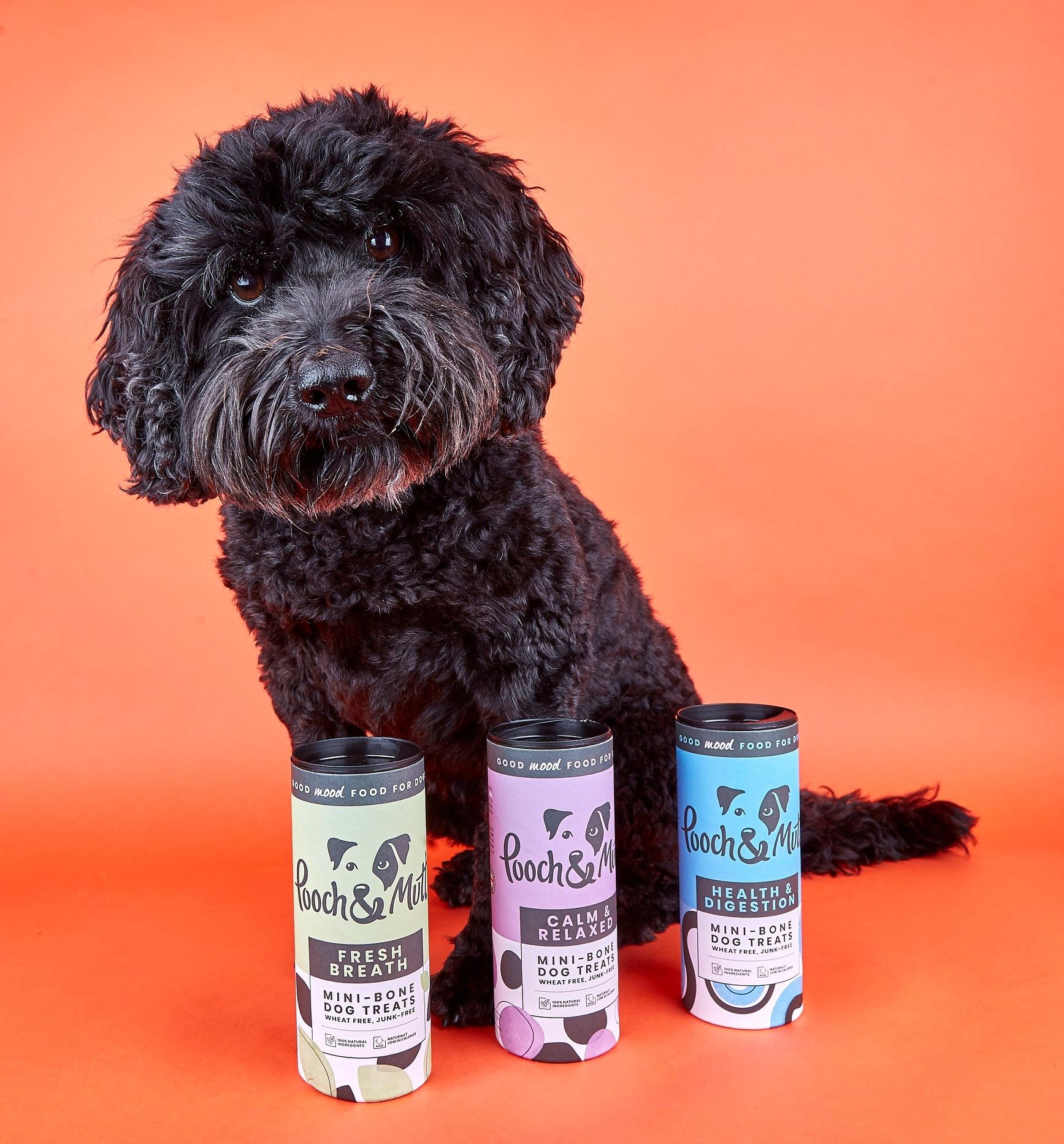 Pooch and Mutt 74: Backdrops
