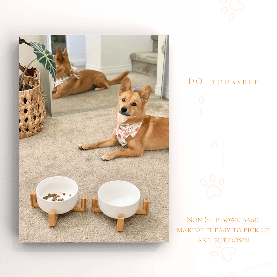 SPUNKYJUNKY INF PET 1: Infographics
