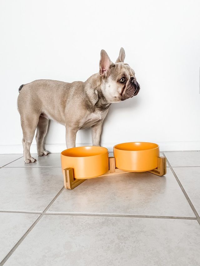 SPUNKYJUNKY LIF PET 1: Lifestyle Secondary Images