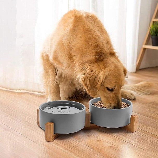 SPUNKYJUNKY LIF PET 3: Lifestyle Secondary Images
