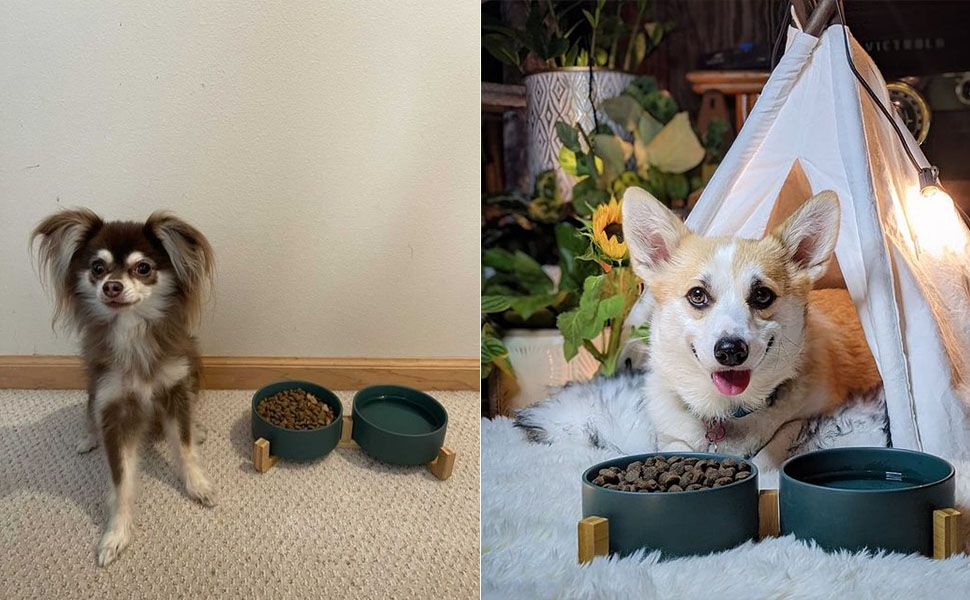 SPUNKYJUNKY LIF PET 5: Lifestyle Secondary Images