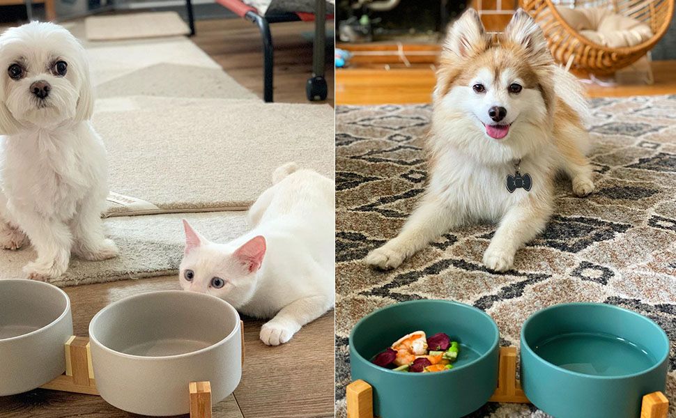 SPUNKYJUNKY LIF PET 6: Lifestyle Secondary Images