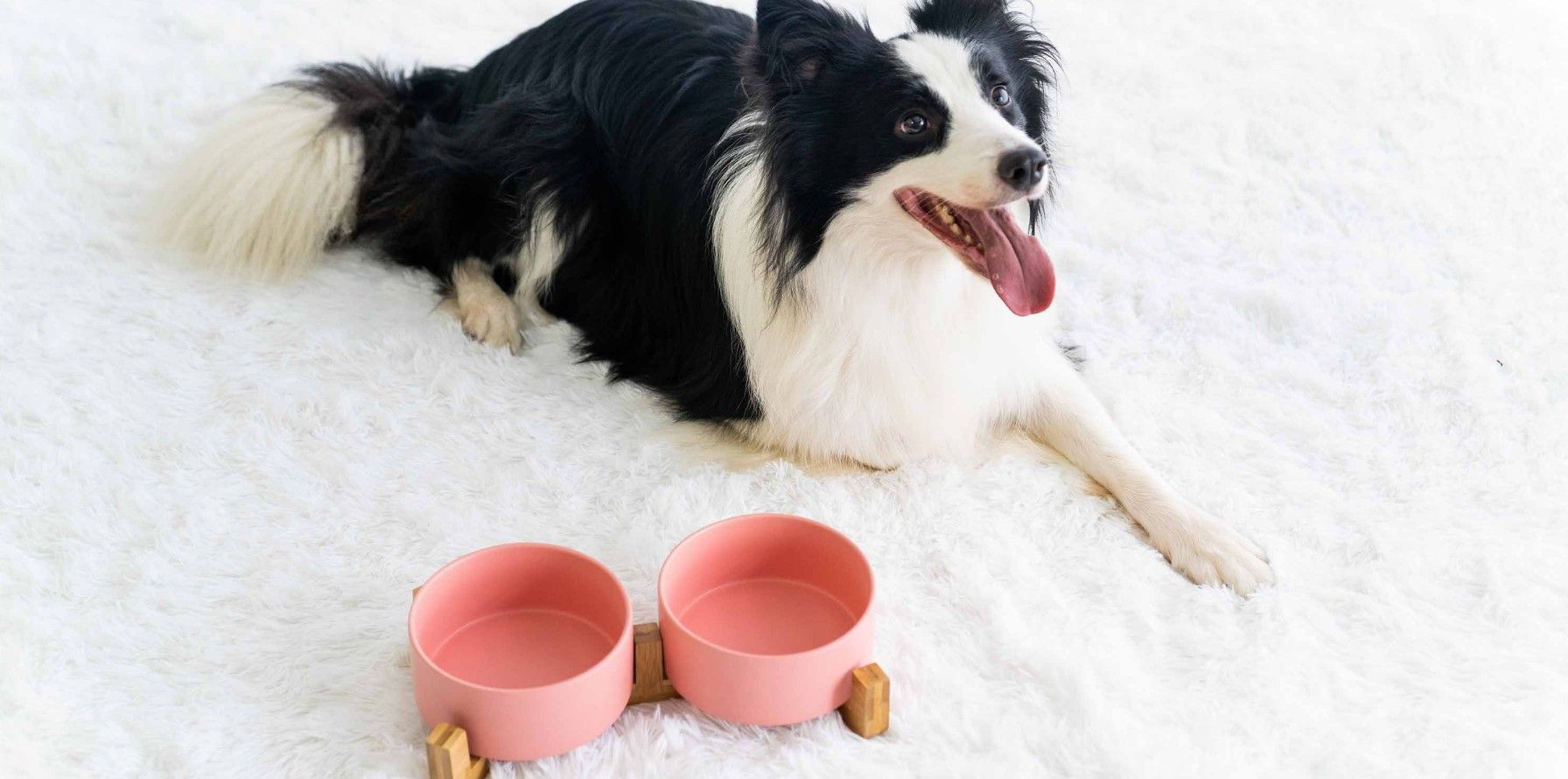 SPUNKYJUNKY LIF PET 7: Lifestyle Secondary Images
