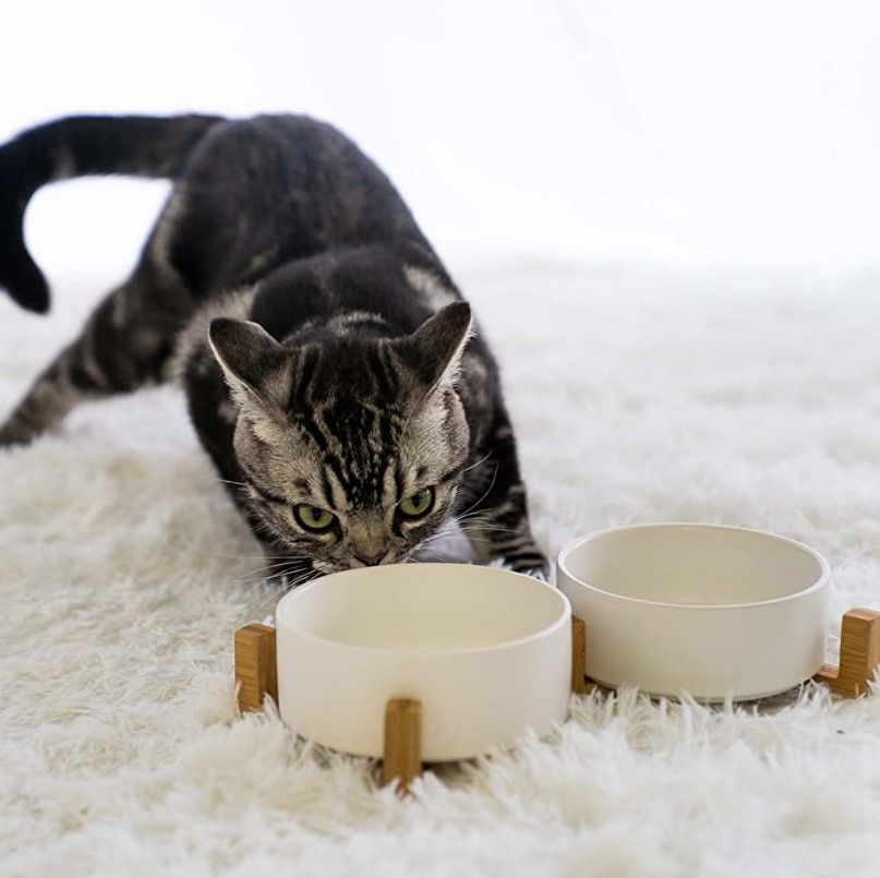 SPUNKYJUNKY LIF PET 8: Lifestyle Secondary Images