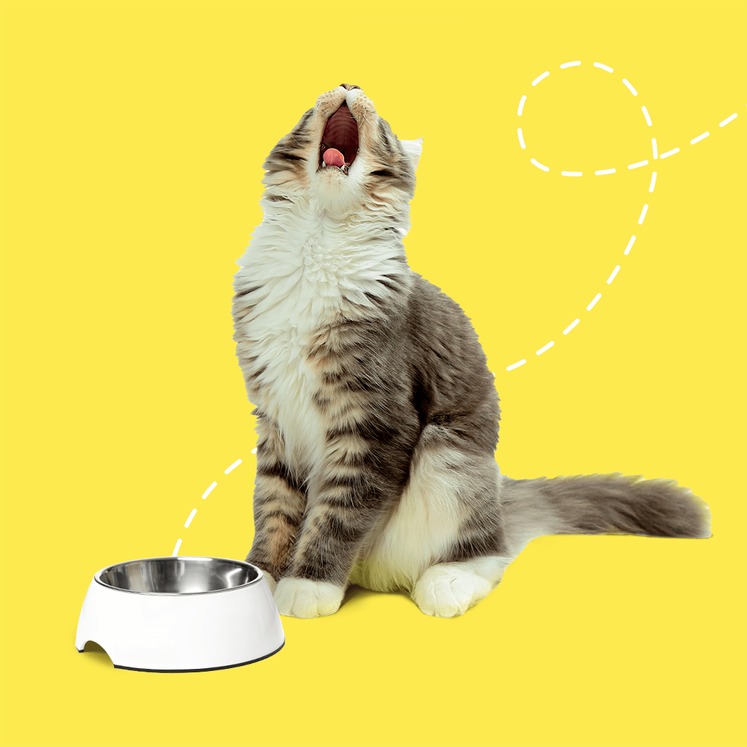 Temptations Cat Treats 2: Backdrops