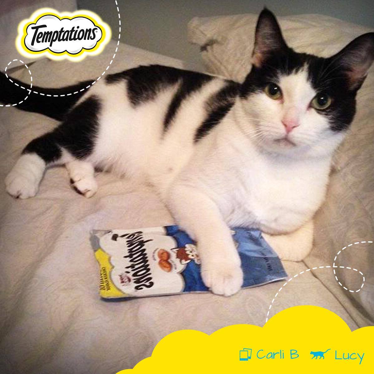 Temptations Cat Treats 6: Lifestyle Secondary Images