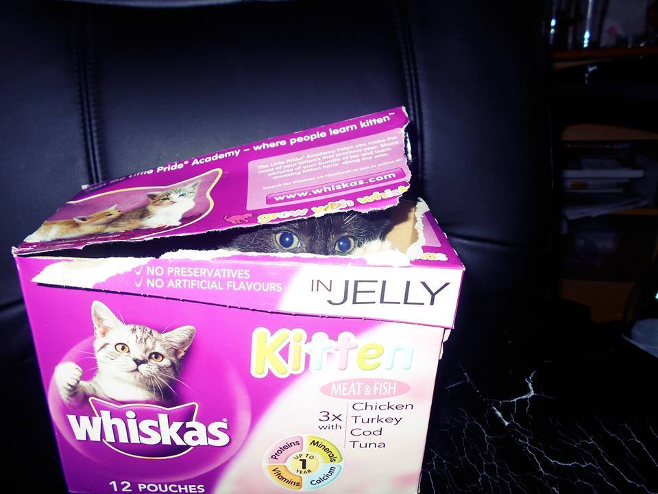 Whiskas 10: Lifestyle Secondary Images