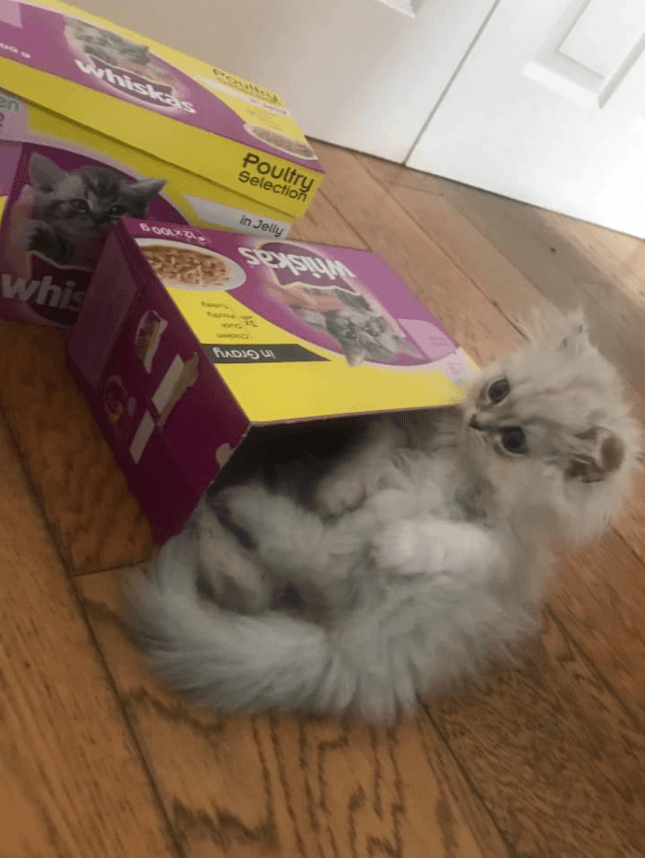 Whiskas 3: Lifestyle Secondary Images