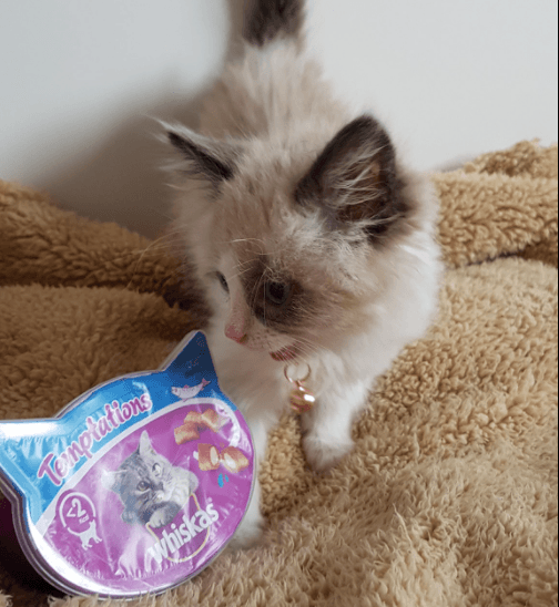 Whiskas 4: Lifestyle Secondary Images