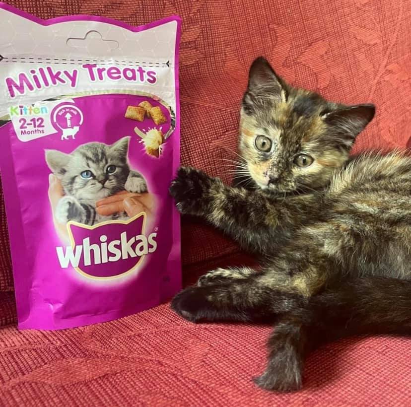 Whiskas 5: Lifestyle Secondary Images