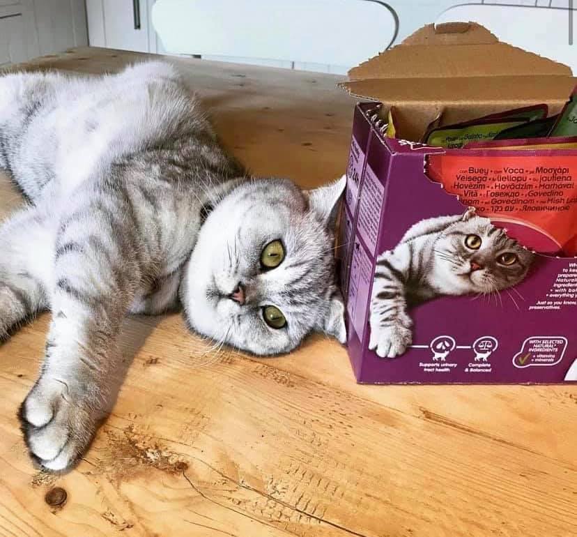 Whiskas 6: Lifestyle Secondary Images