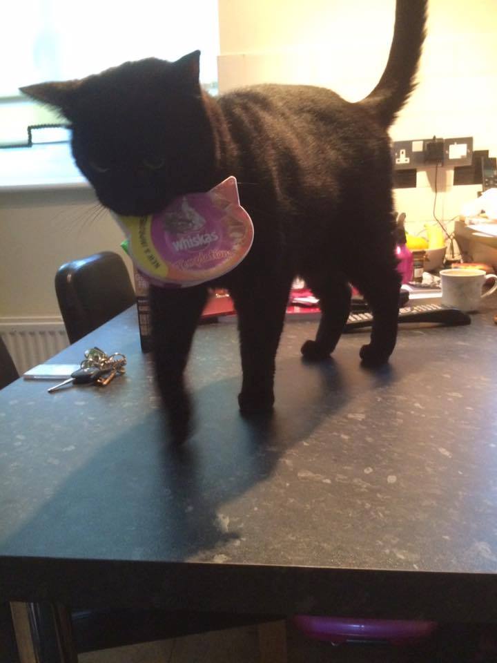 Whiskas 7: Lifestyle Secondary Images