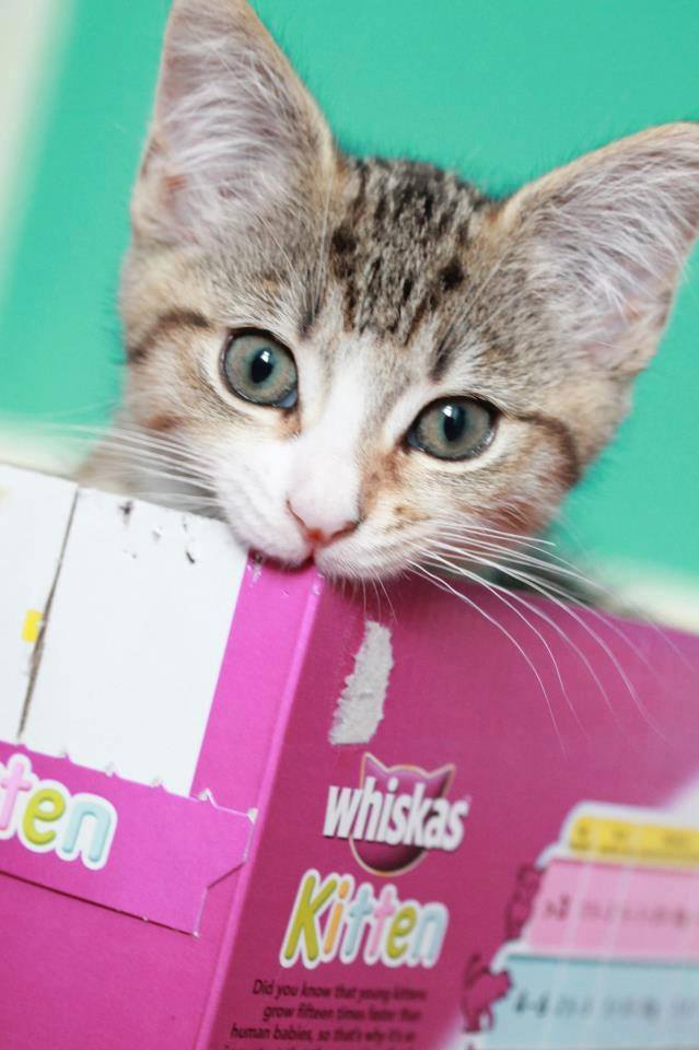 Whiskas 8: Lifestyle Secondary Images