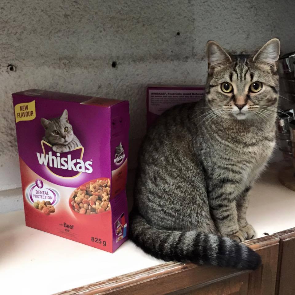 Whiskas 9: Lifestyle Secondary Images