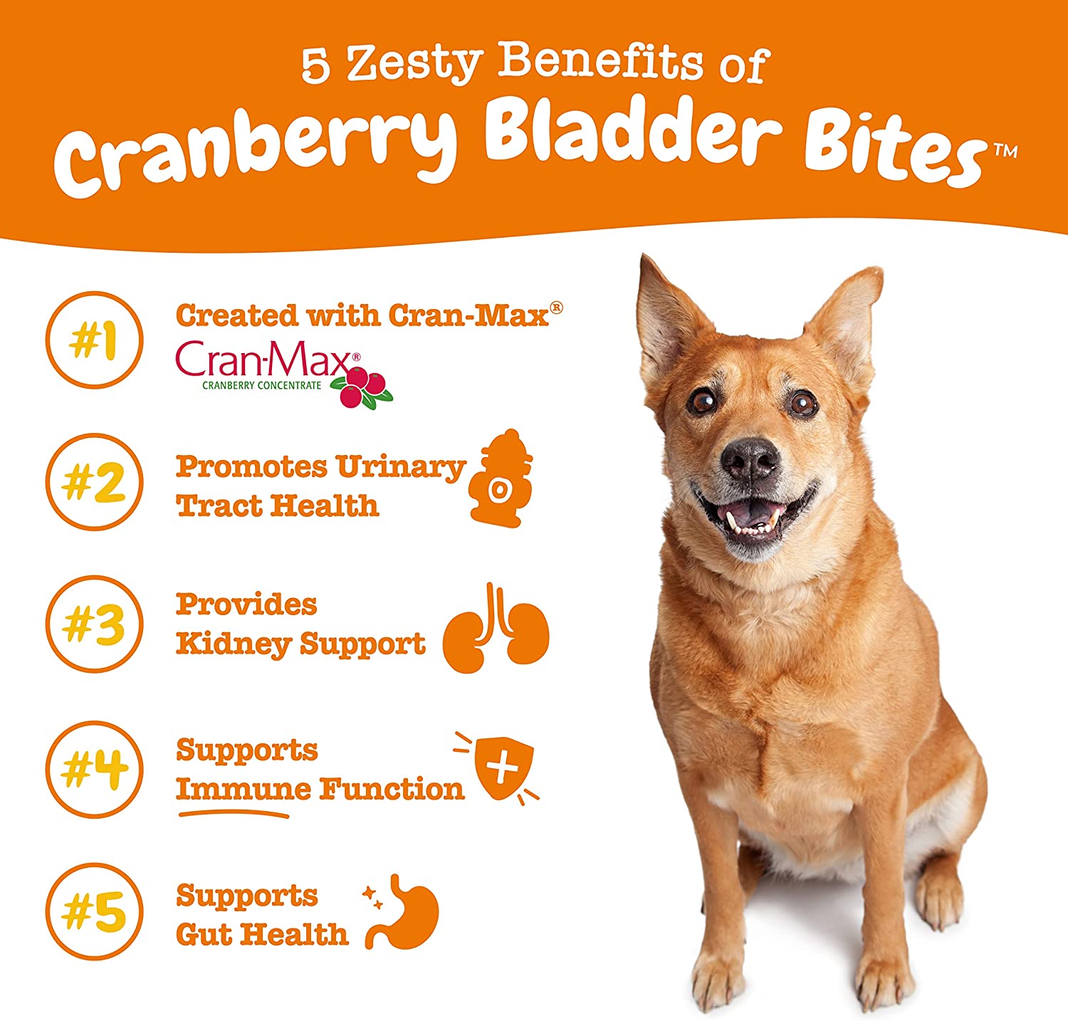 Zesty Paws INF PET 1: Infographics