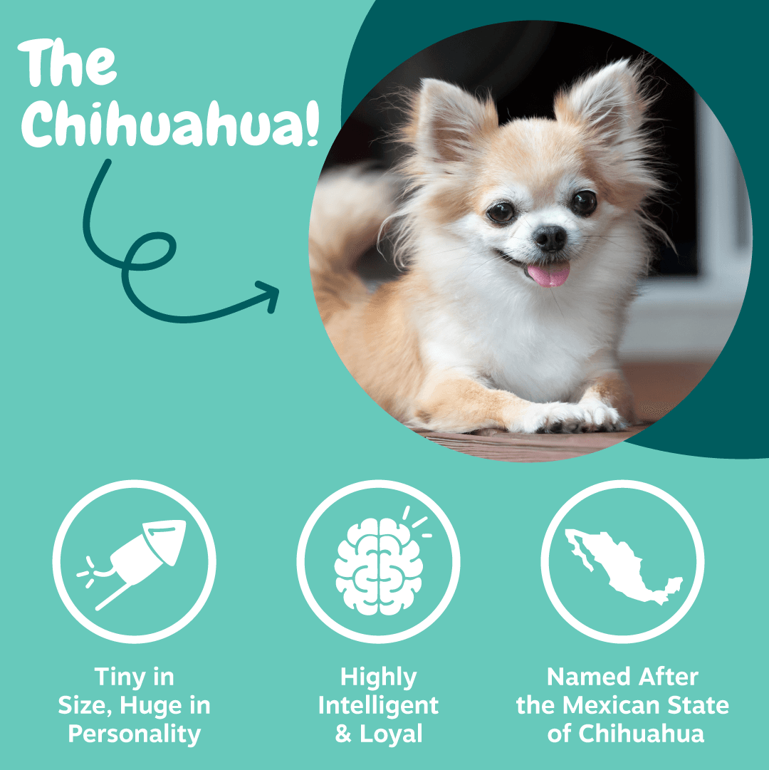 Zesty Paws INF PET 8: Infographics