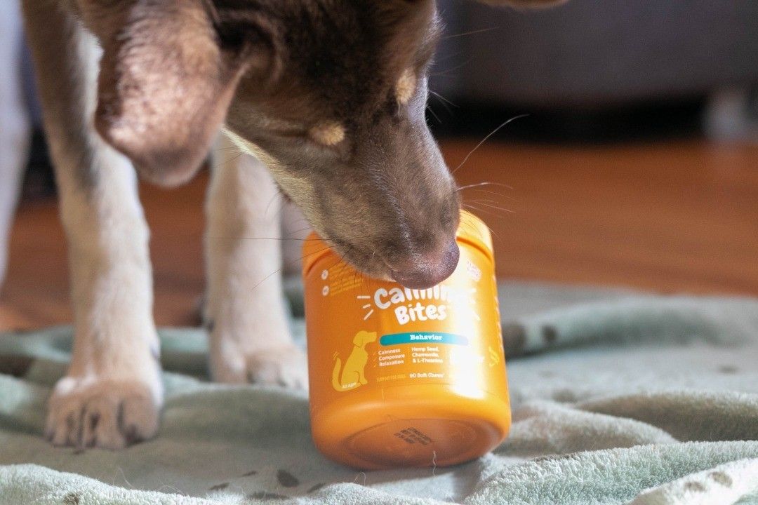 Zesty Paws LIF PET 1: Lifestyle Secondary Images