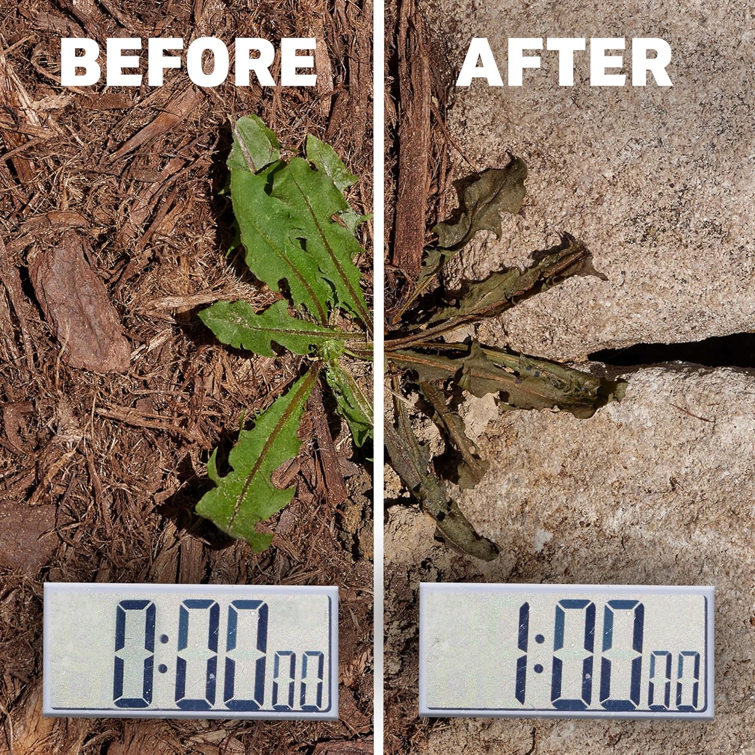 Amazon.com : Spruce Weed Killer Spray: Infographics
