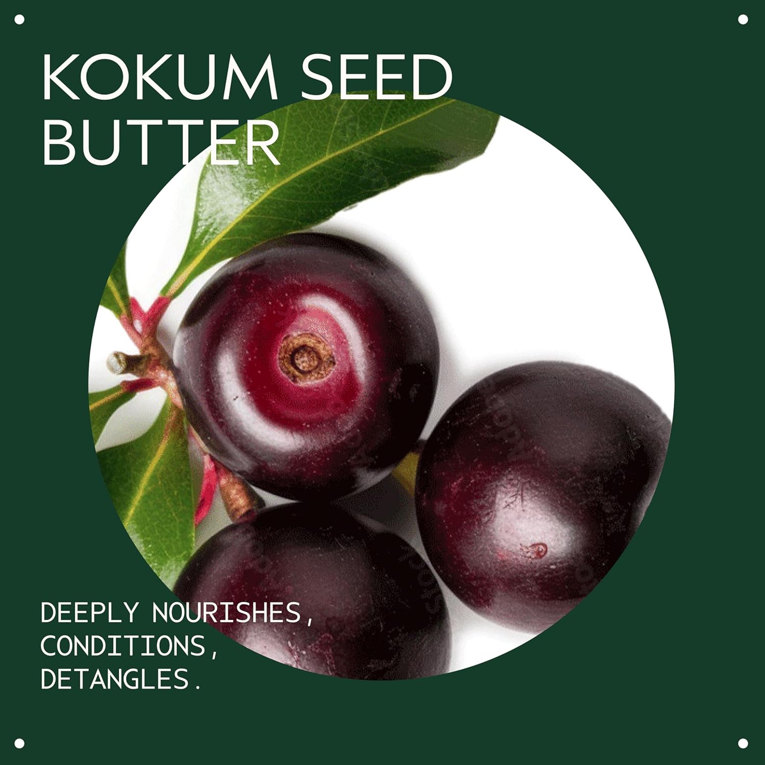 Highlights the key benefits of kokum seed butter, which are nourishing, conditioning, and detangling hair.