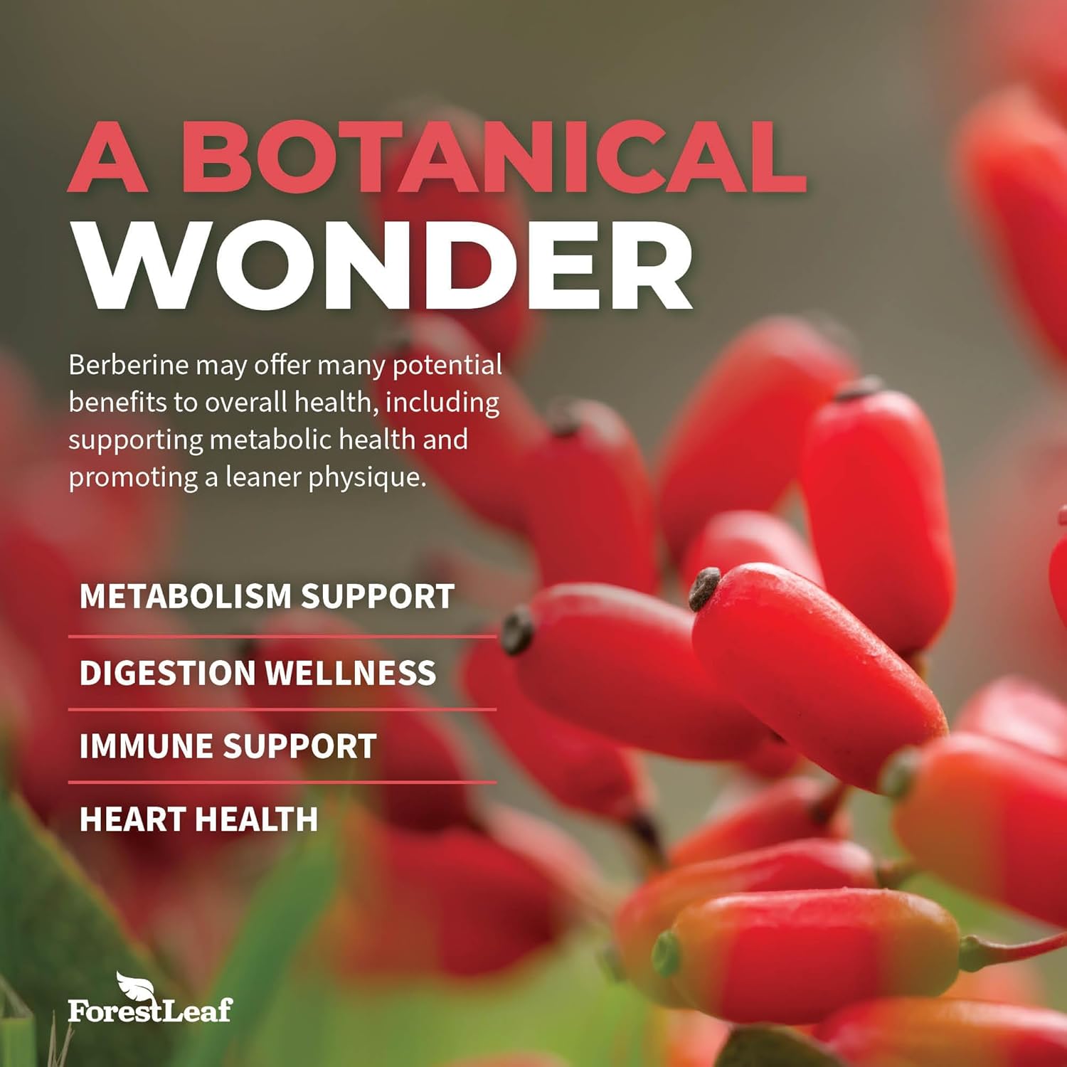 Highlights multiple health benefits of berberine to showcase its versatility as a botanical supplement.