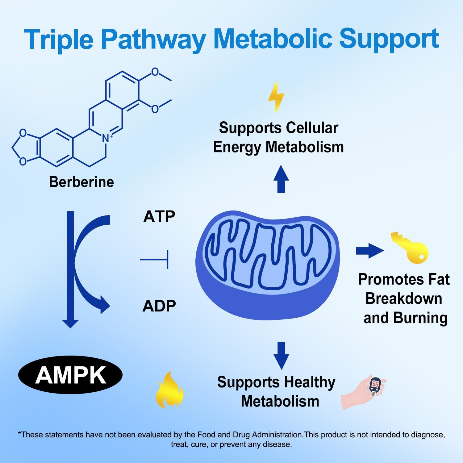 Explains how the product supports multiple aspects of metabolism through a triple pathway mechanism, highlighting its comprehensive approach to metabolic health.