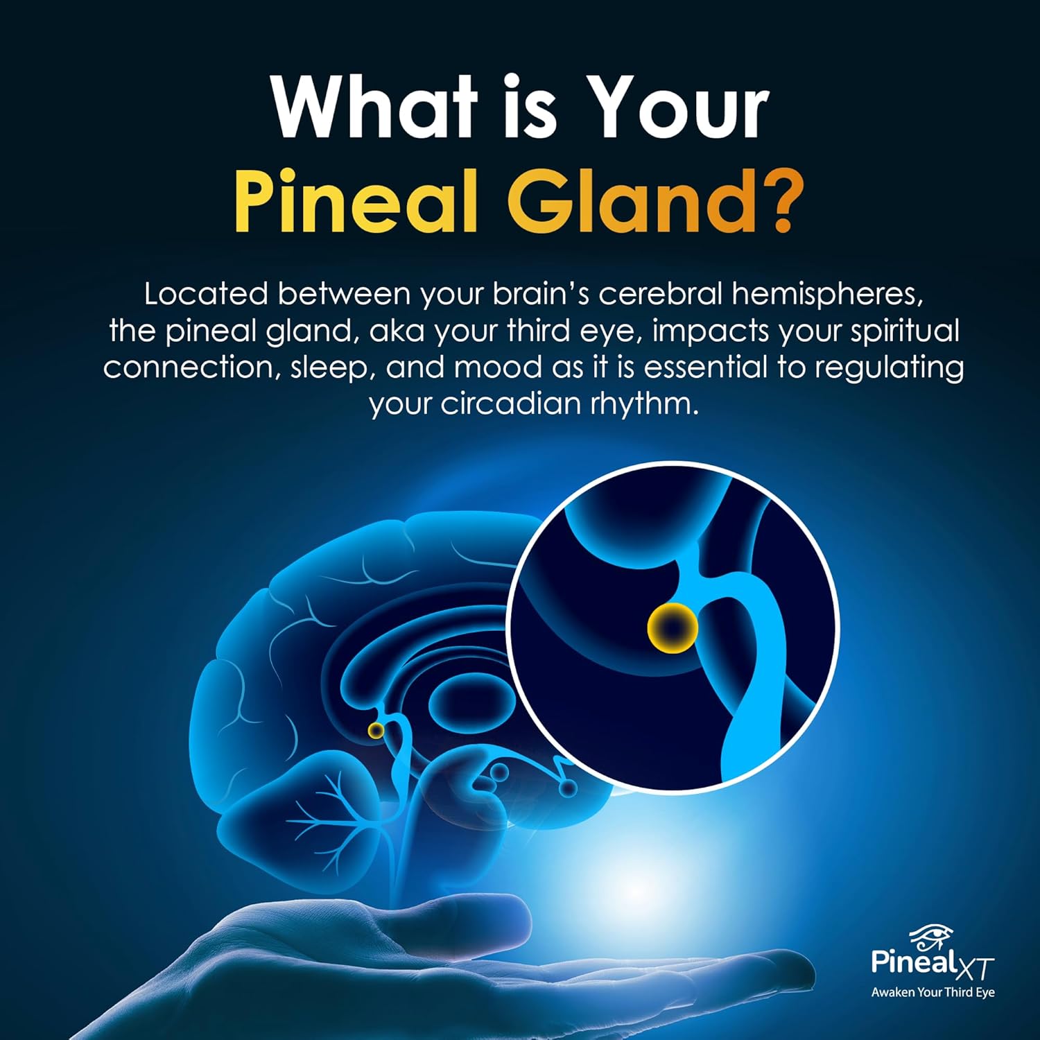 Educates the viewer on the location and function of the pineal gland in the brain, highlighting its importance for sleep, mood, and spiritual connection.