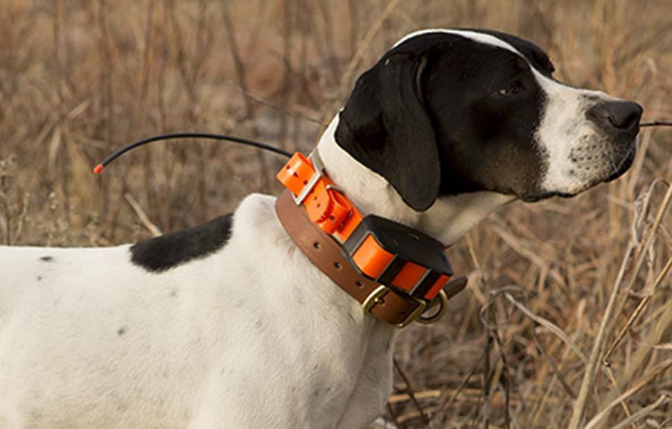 Shows the product being used in a real-world outdoor hunting context to help shoppers visualize the collar on their dog in the field.