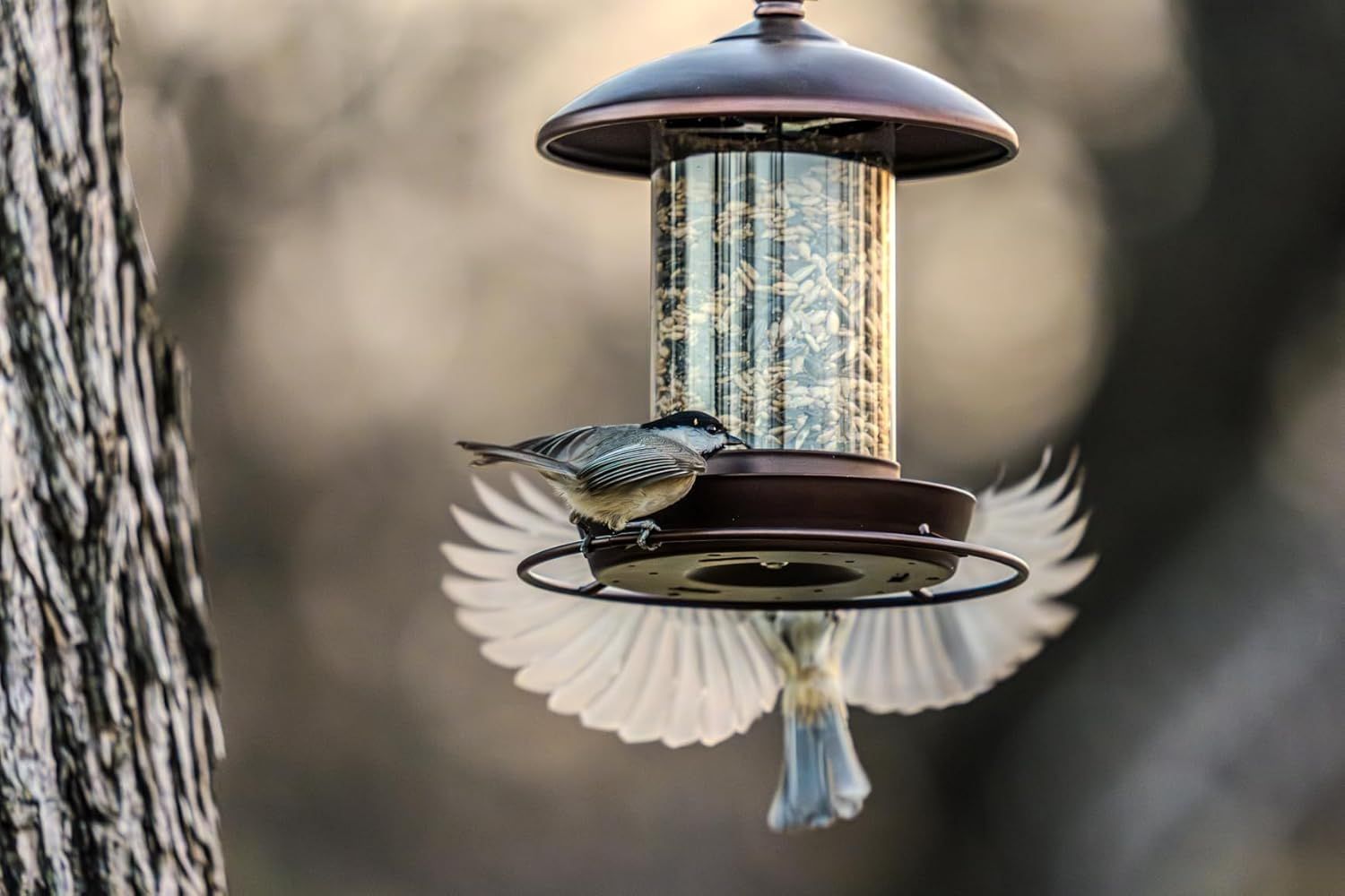 Demonstrates the bird feeder in a real-world outdoor setting with birds actively using it, showing shoppers the product in action and its effectiveness at attracting wildlife.