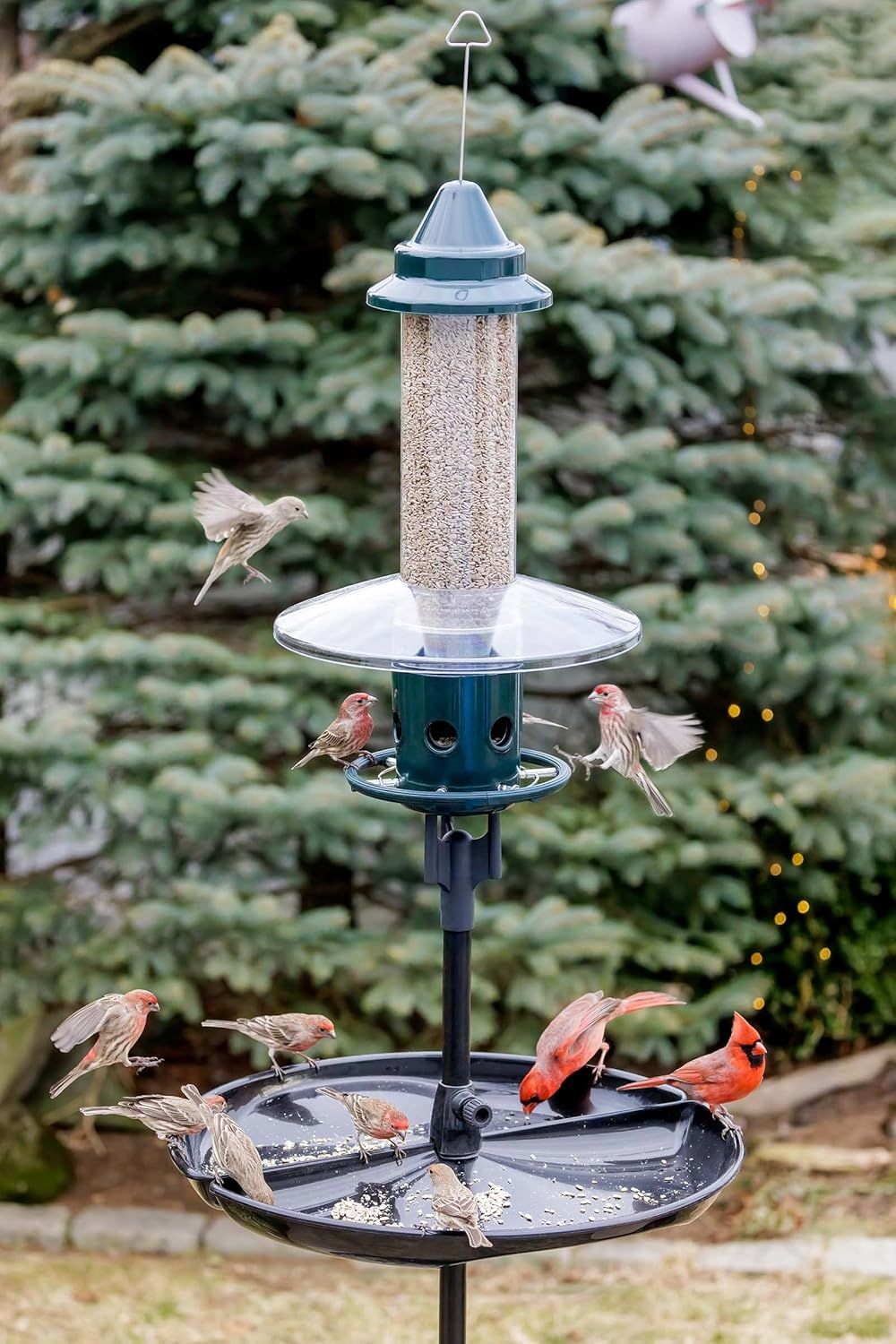 Demonstrates the bird feeder in a real-world backyard environment with multiple birds actively using it, showing shoppers how the product looks and functions naturally in their own outdoor space.