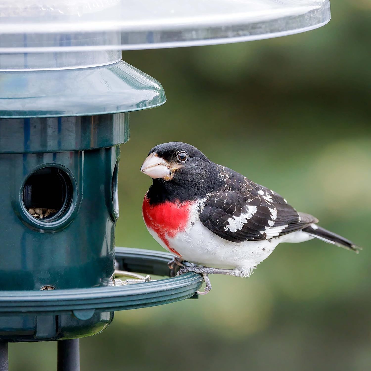 Demonstrates the product in a real-world outdoor setting with a bird using it, showing the product's natural appeal and effectiveness in attracting wildlife.