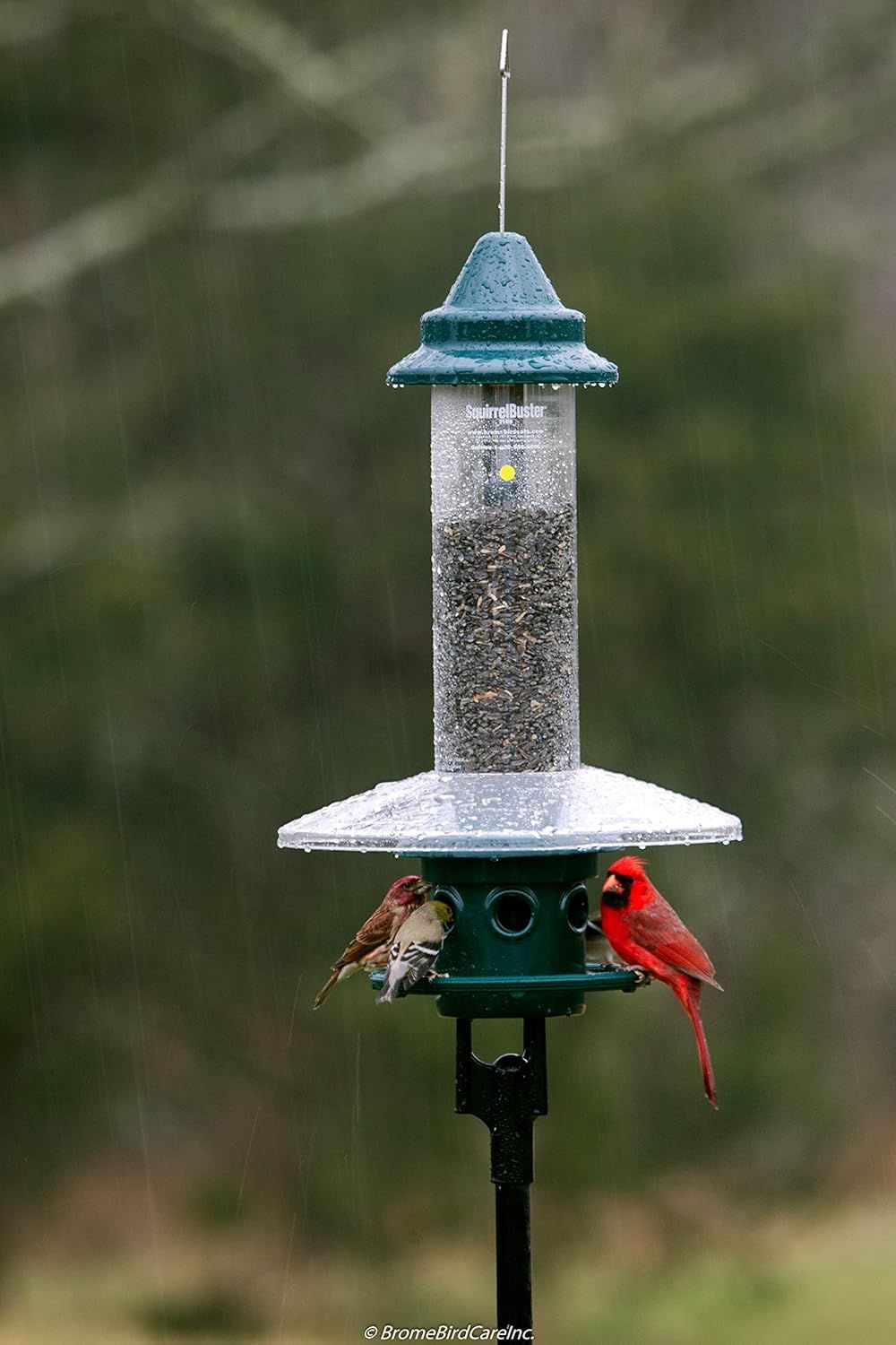 Demonstrates the product in a real-world outdoor environment with birds actively using it, showing the feeder's effectiveness and appeal to wildlife.