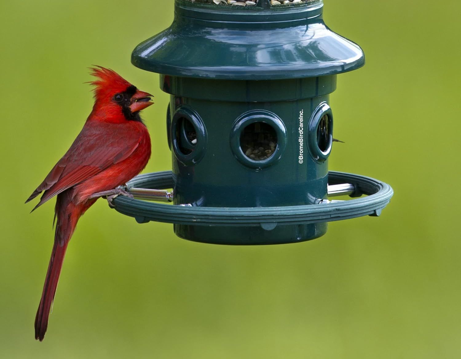 Demonstrates the bird feeder in a real-world outdoor context with a cardinal using it, showing shoppers how the product functions naturally to attract birds.