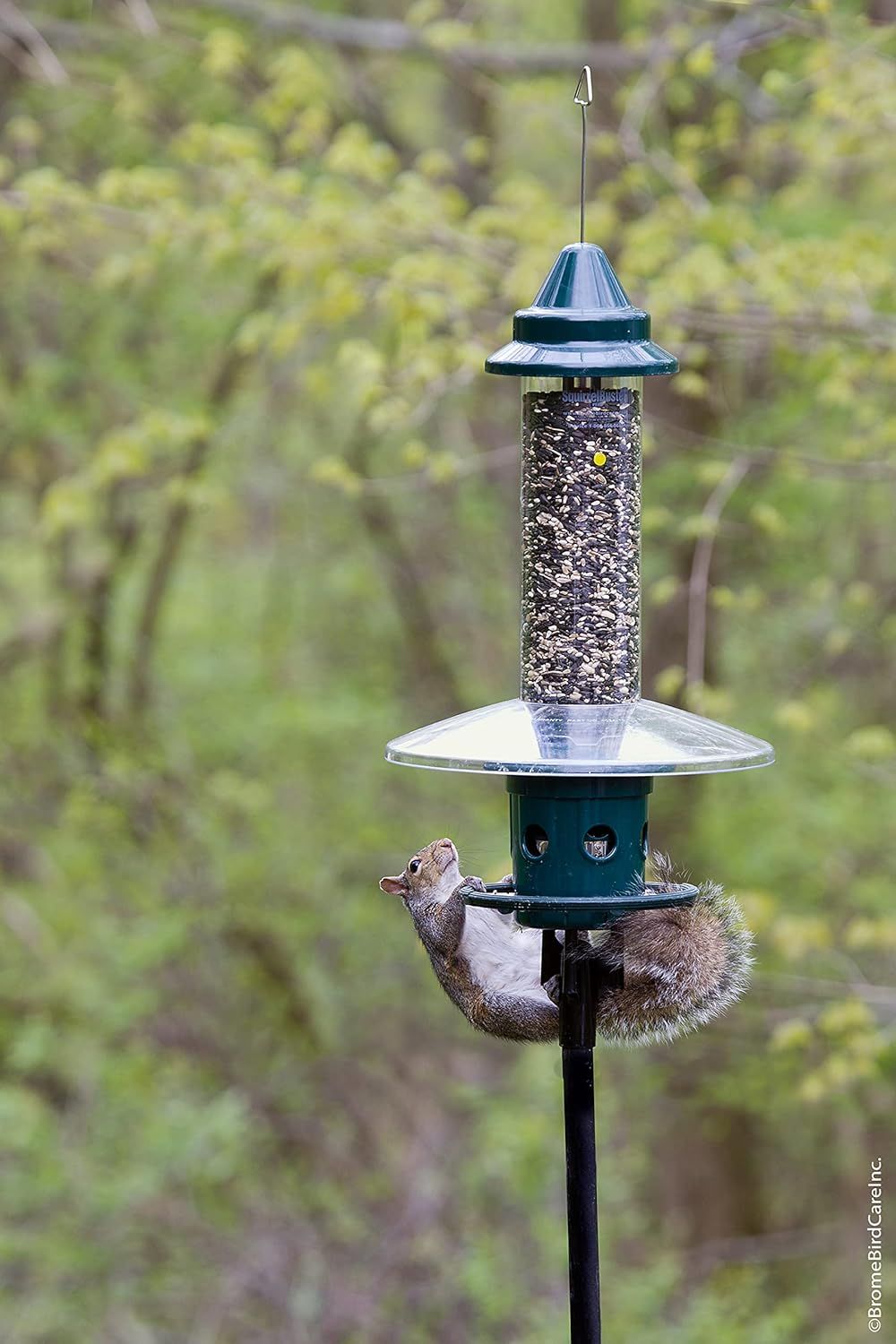 Demonstrates the product in a real-world outdoor setting to show how it functions in nature and attracts wildlife, helping shoppers visualize the product in use.