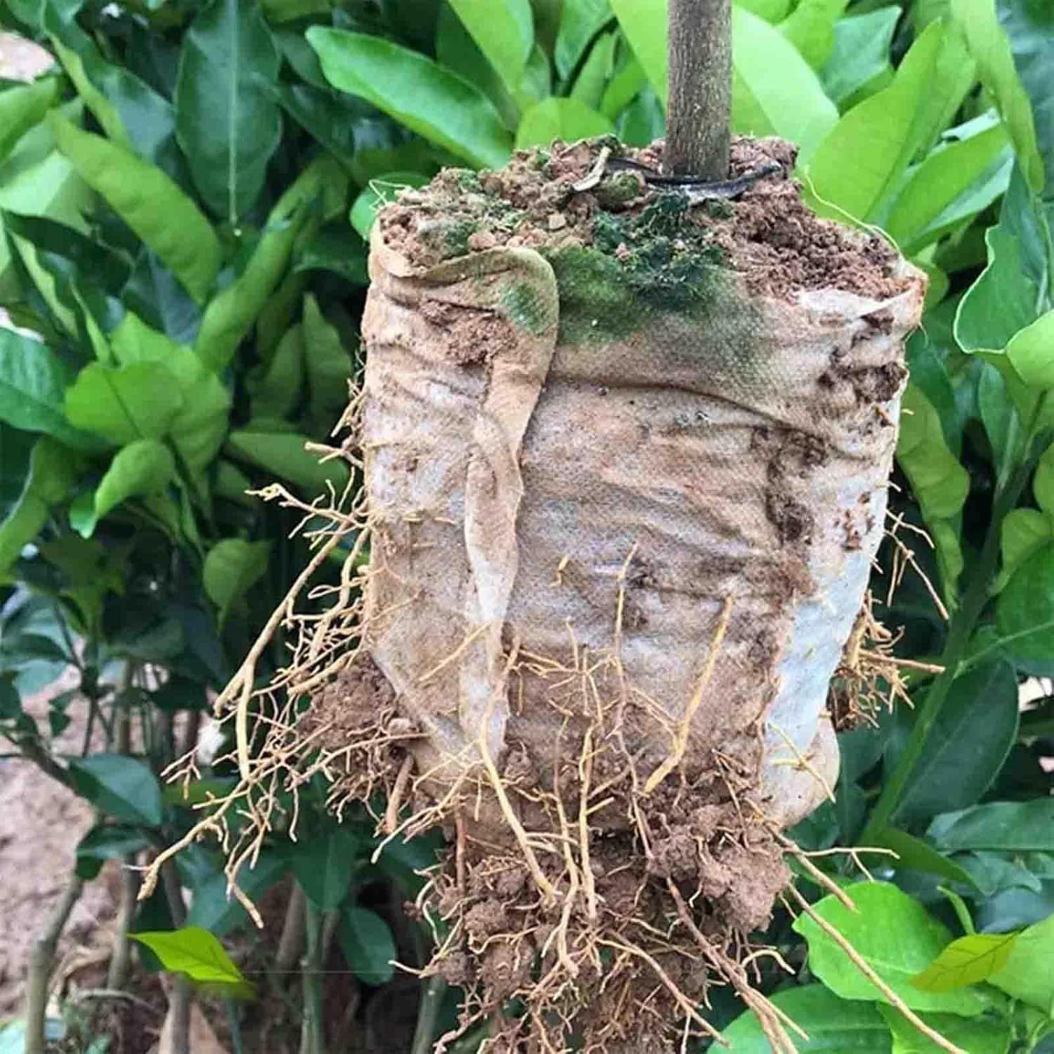 Demonstrates the product (plant or tree) in its natural growing state with visible root system and soil, providing shoppers with a realistic view of what they will receive and how the plant is…