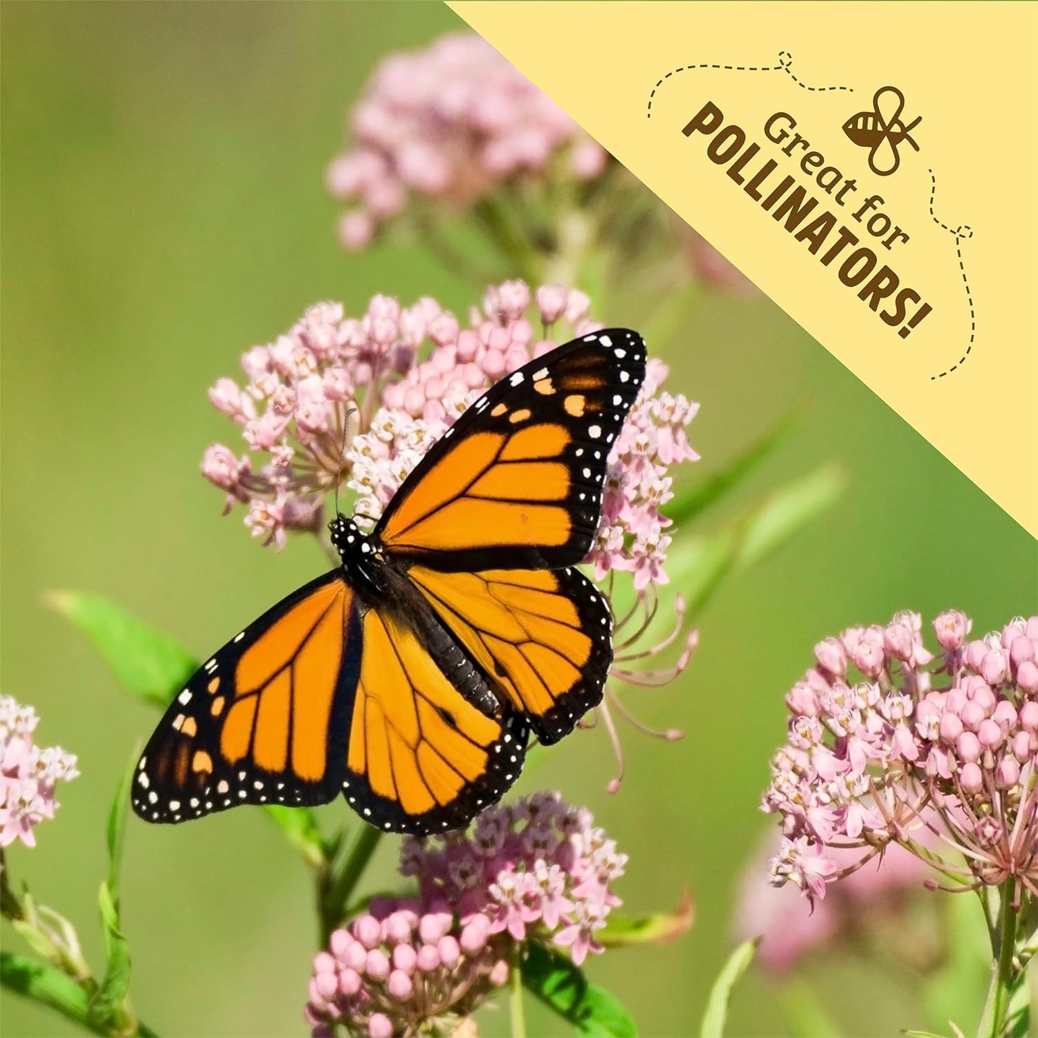 Communicates that the product (likely seeds or plants) is great for attracting pollinators like butterflies, appealing to environmentally conscious gardeners.