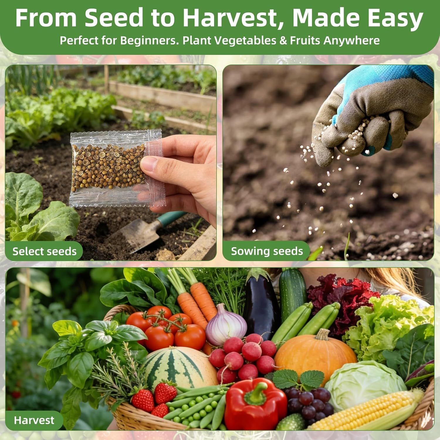 This image demonstrates the complete gardening process in three sequential steps—selecting seeds, sowing them, and harvesting—to reassure beginners that growing vegetables and fruits is simple and…