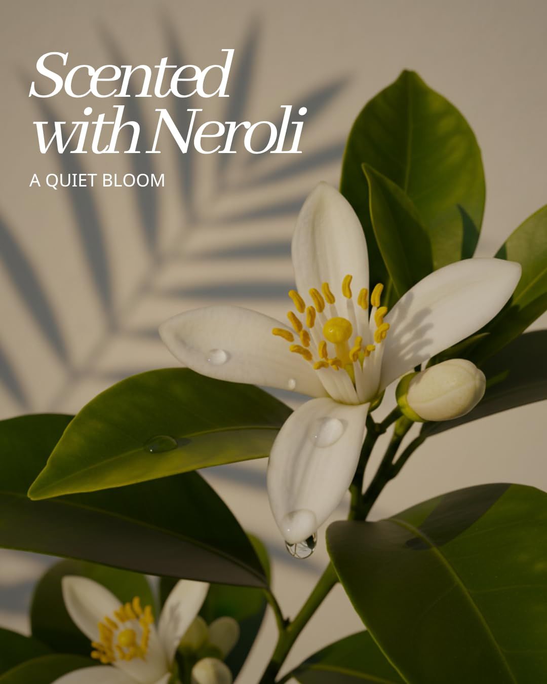Highlights the product's signature Neroli fragrance to communicate a premium, natural scent experience and evoke a sense of calm elegance.