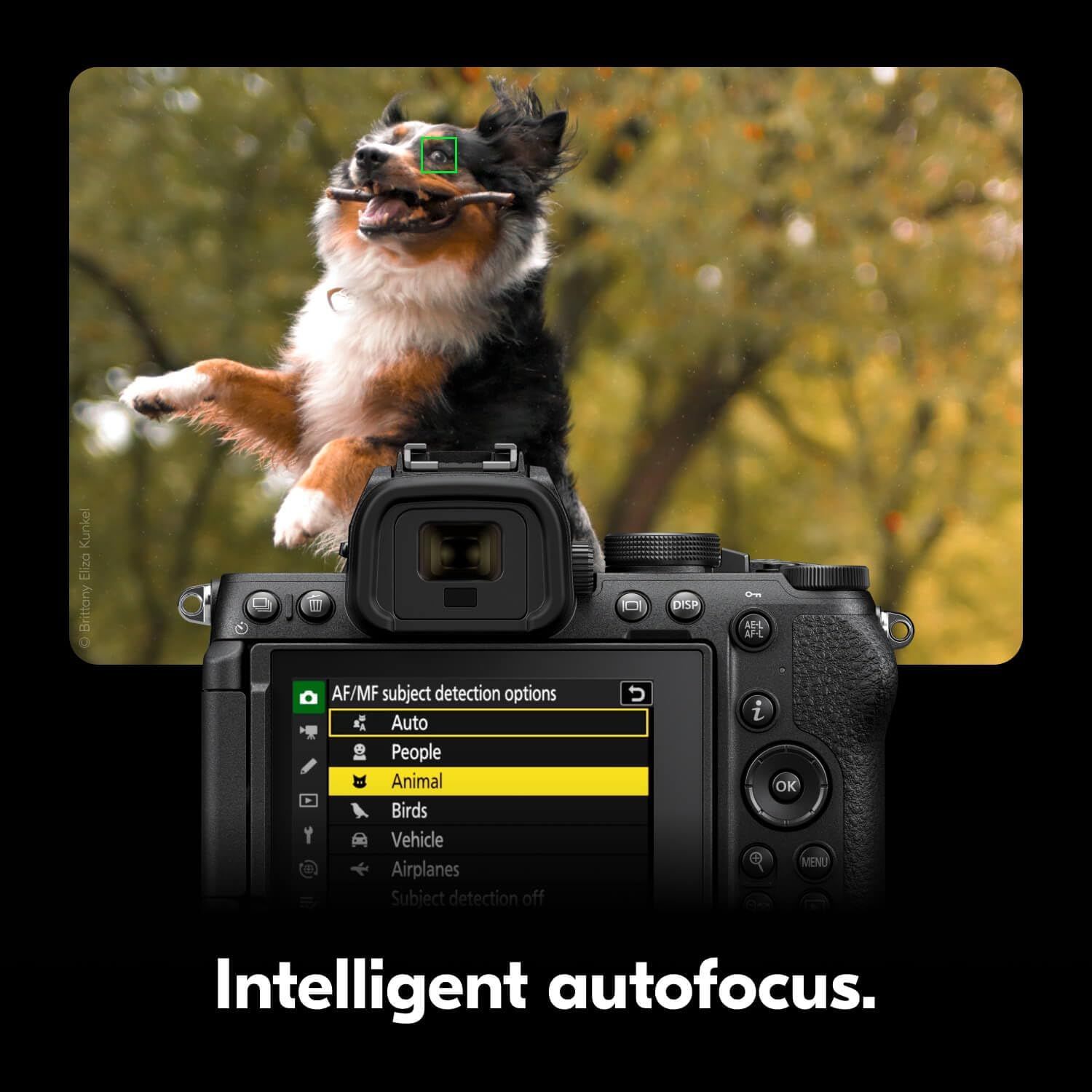 Demonstrates the camera's intelligent autofocus capability with animal subject detection, showing how the camera can automatically track and focus on moving animals for sharp, professional photos.