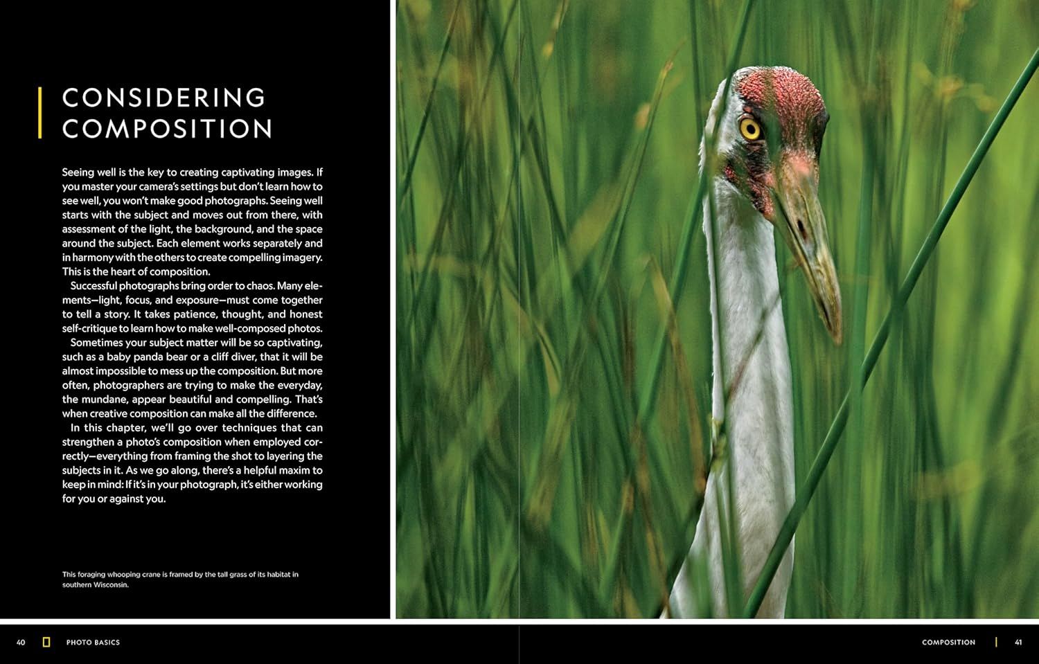 This appears to be a page from a photography book or educational material about composition techniques, showing an example of well-composed nature photography with a crane in its natural habitat.
