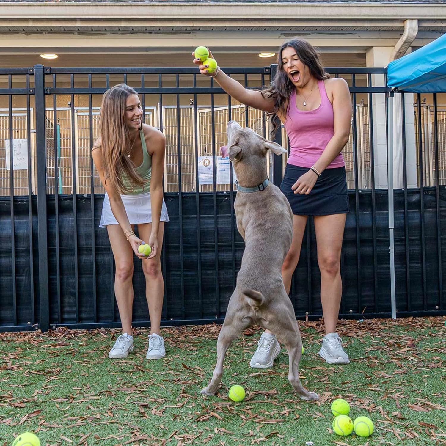 Demonstrates the product in a real-world recreational setting with a dog, showing how the tennis balls facilitate fun and active play between pets and owners.